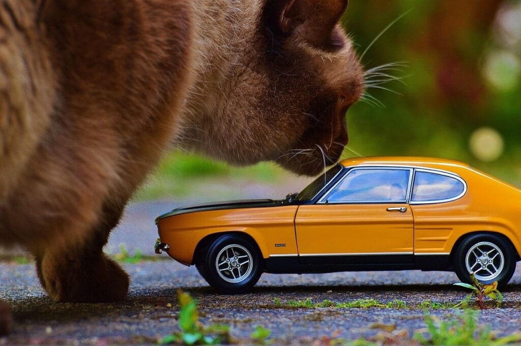 transport d'animaux en voiture